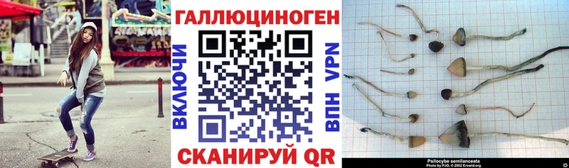 darknet Telegram  гидра рабочий сайт  Тюкалинск  где продают   Псилоцибиновые грибы MAGIC MUSHROOMS 